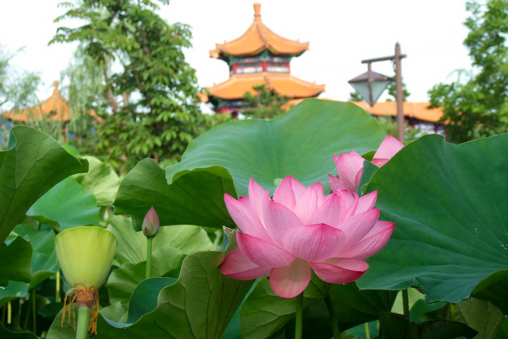 荷池